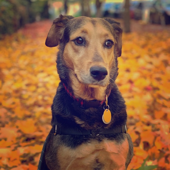 Meet your Posher, Reyan - Picture 1 of 1